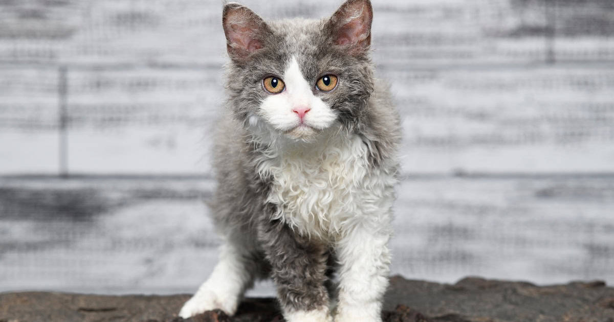 A selkirk Rex Cat with thick curly fur, standing facing the camera.
