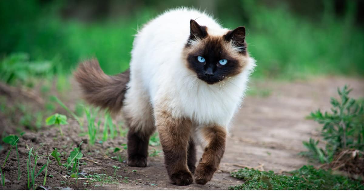 A Siamese cat with white body and brown feet, tails and face.