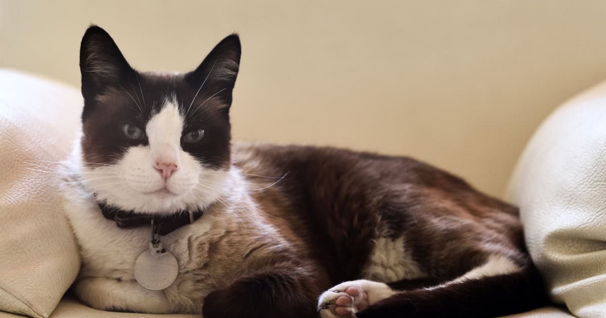 Snowshoe cat with black fur cat white paws.