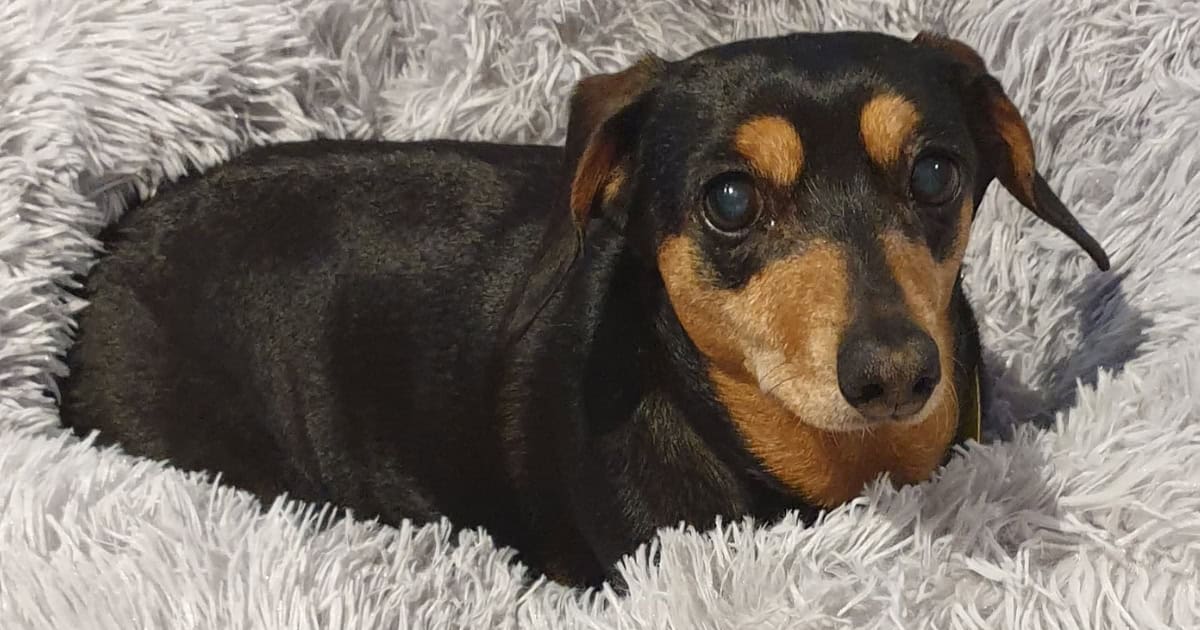 Somerzby Calming Dog Bed