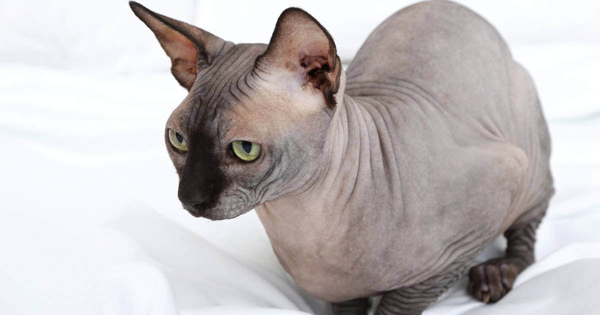 A hairless Sphynx Cat with lemon shaped eyes.