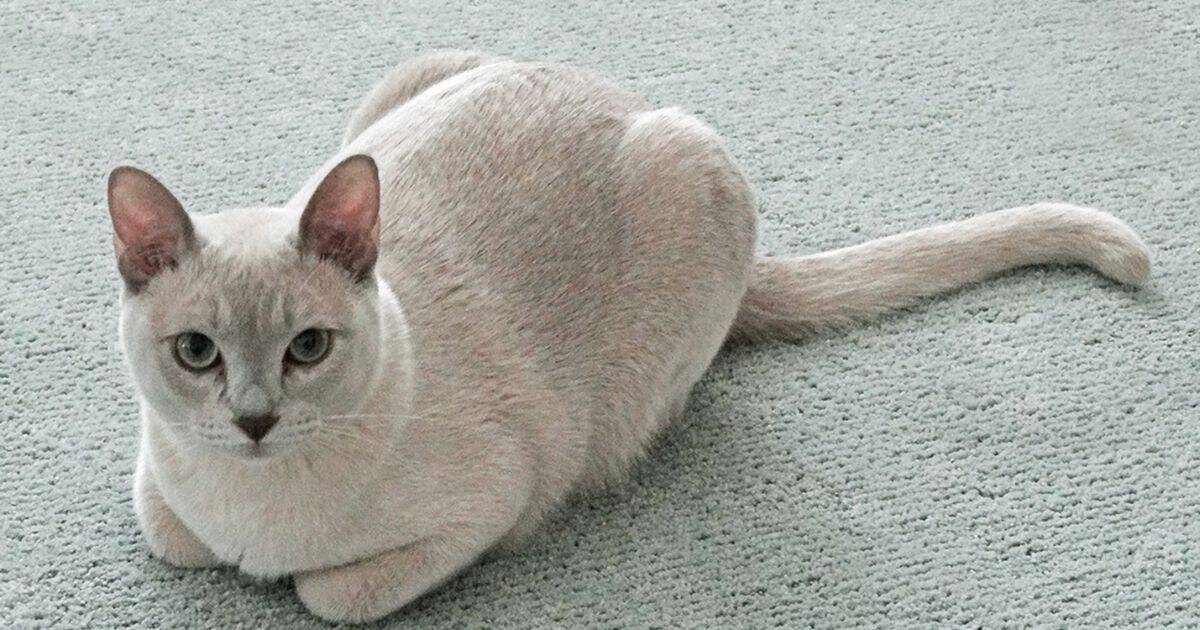 A sleek Tonkinese cat with a muscular build, short coat.