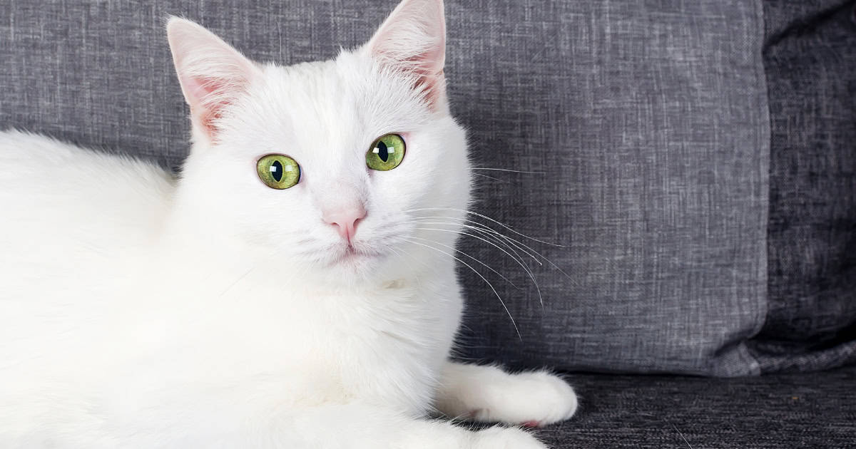 A Turkish Angora Cat with a silky white coat.