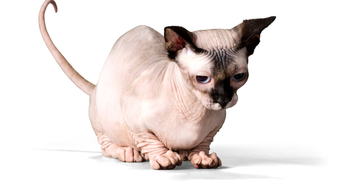 Ukrainian Levkoy cat with hairless body and folded ears.