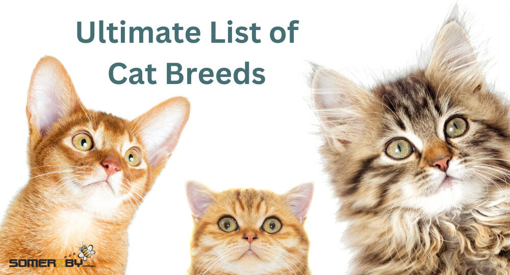 Ultimate List of Cat Breeds