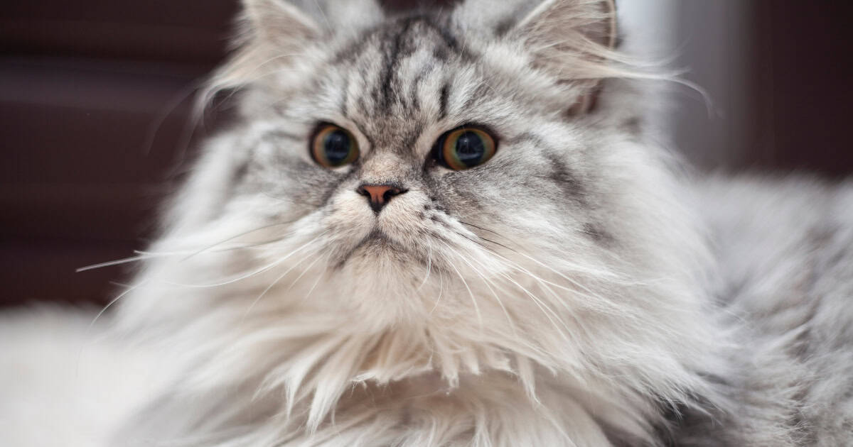 Understanding Hypoallergenic Treats for Cats