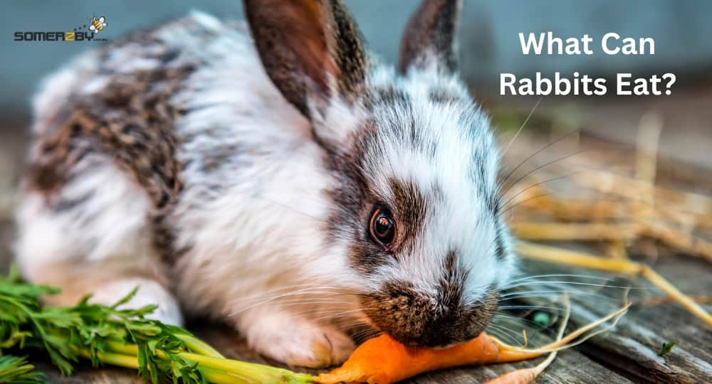 What Can Rabbits Eat