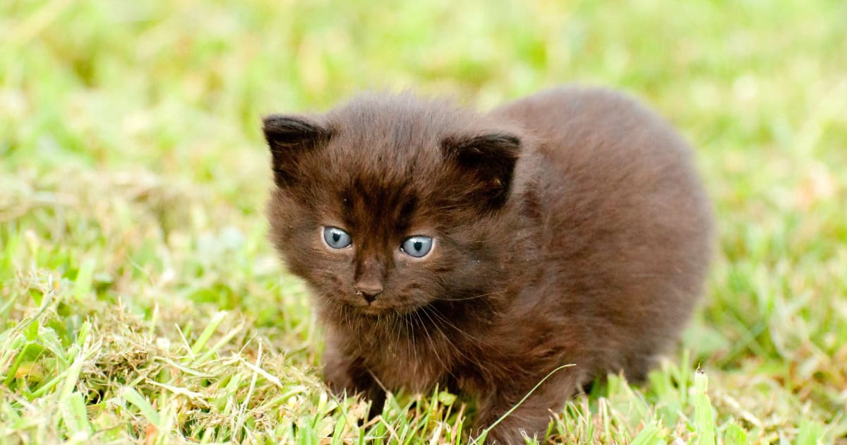 A chocolate coloured kitten laying on green grass.