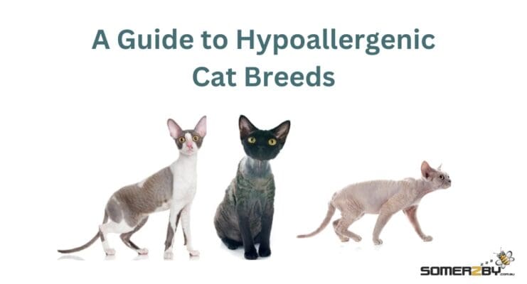 A guide to hypoallergenic cat breeds