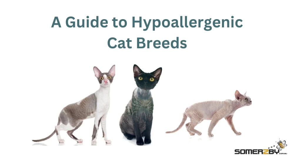 A guide to hypoallergenic cat breeds