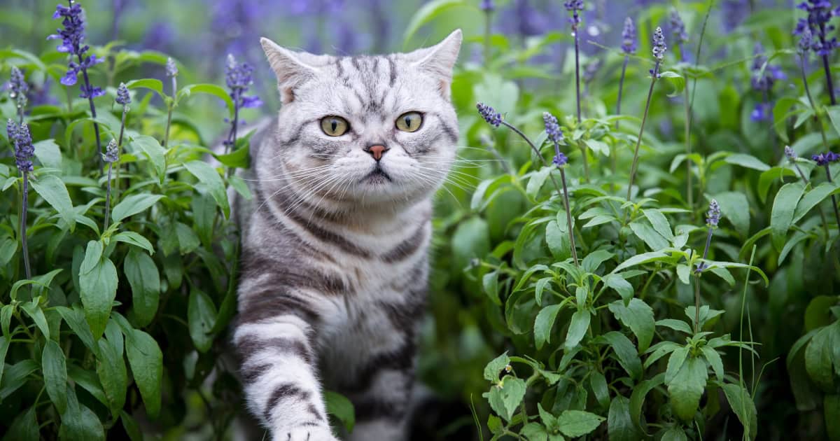 Cats hate lavender