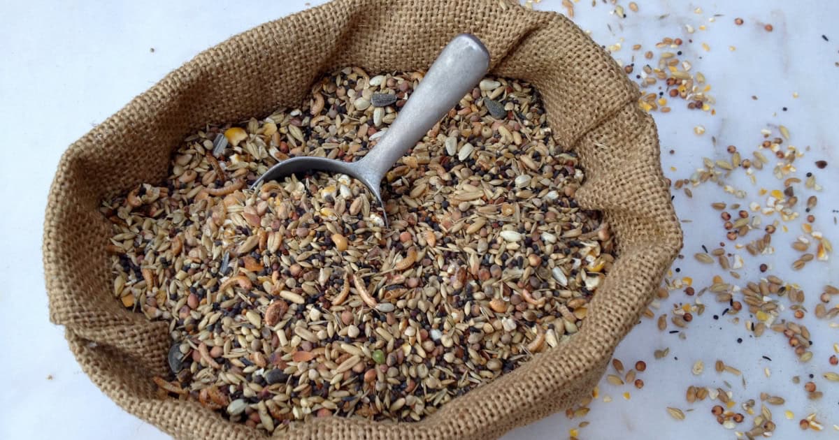 Commercial vs Homemade Chicken Feed