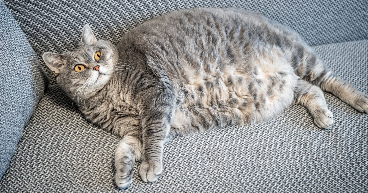 Dietary Changes for Cat Weight Loss