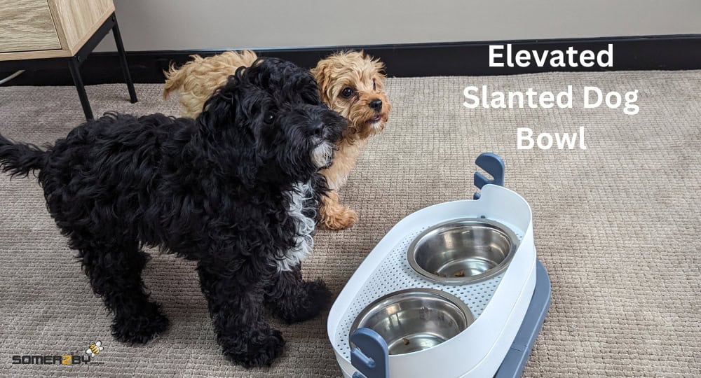 Elevated Slanted Dog Bowl