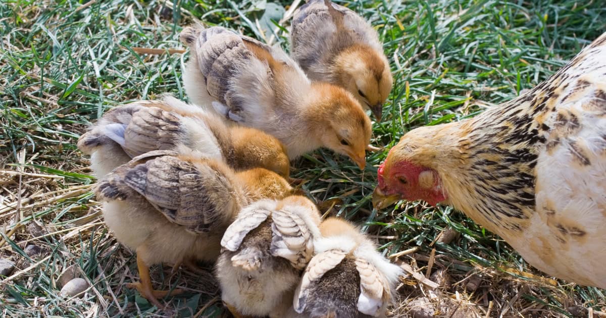Feeding Chicks vs Adult Chickens