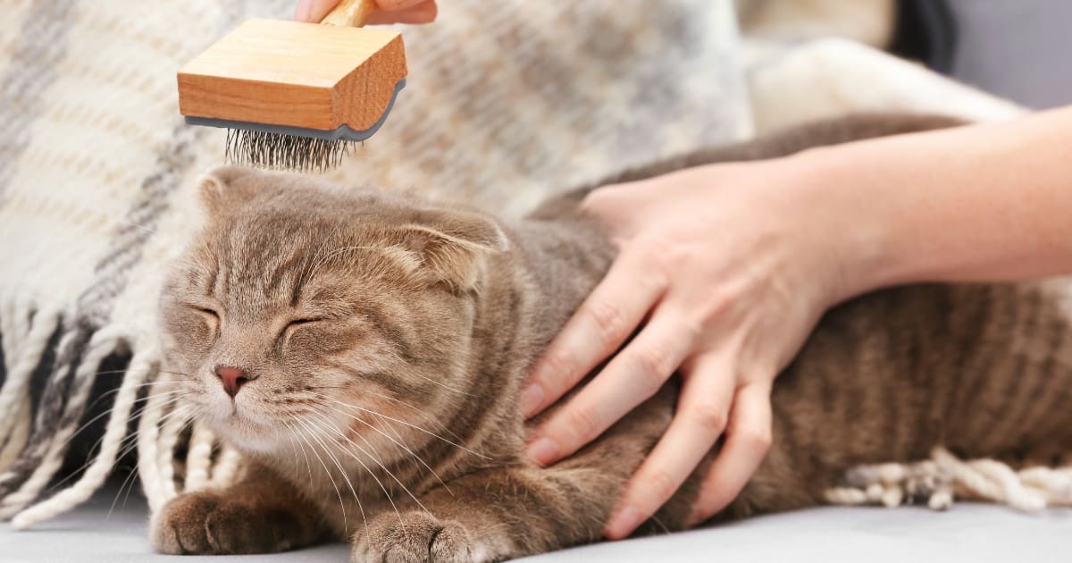 Grooming Your Hypoallergenic Cat
