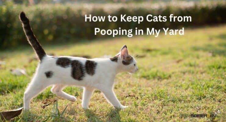 How to Keep Cats from Pooing in My Yard