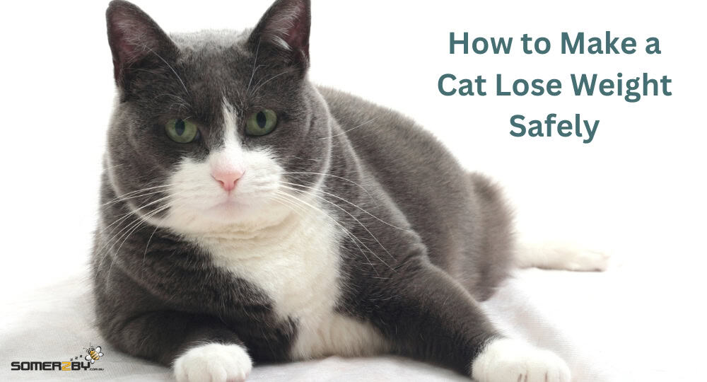 How to Make a Cat Lose Weight Safely