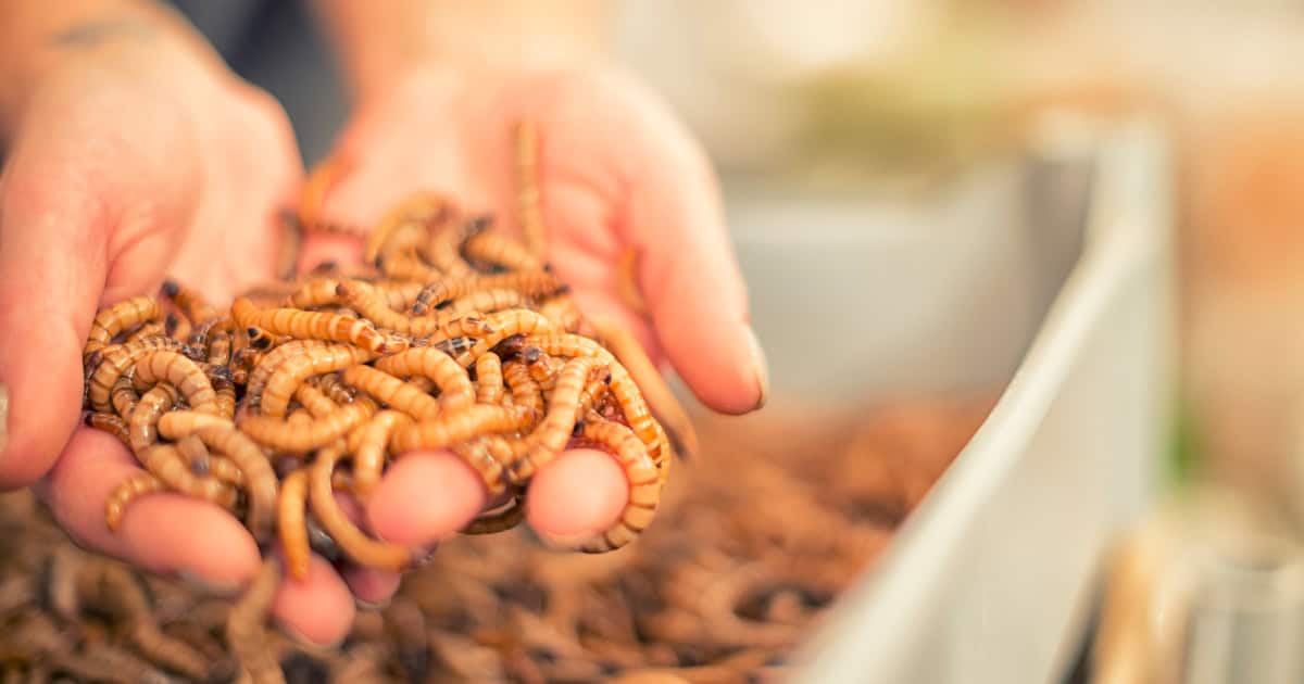 Mealworm Treat your Chickens will love