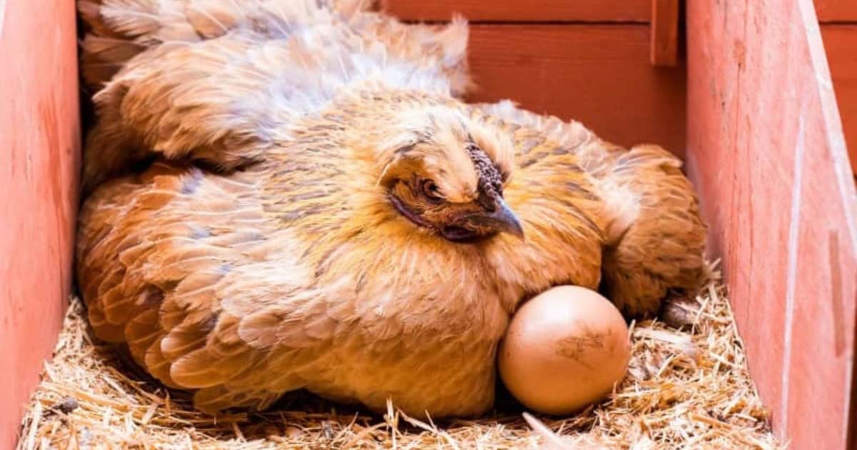 Nesting Hen