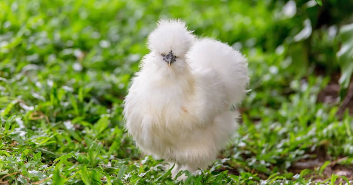 Silkie Hen