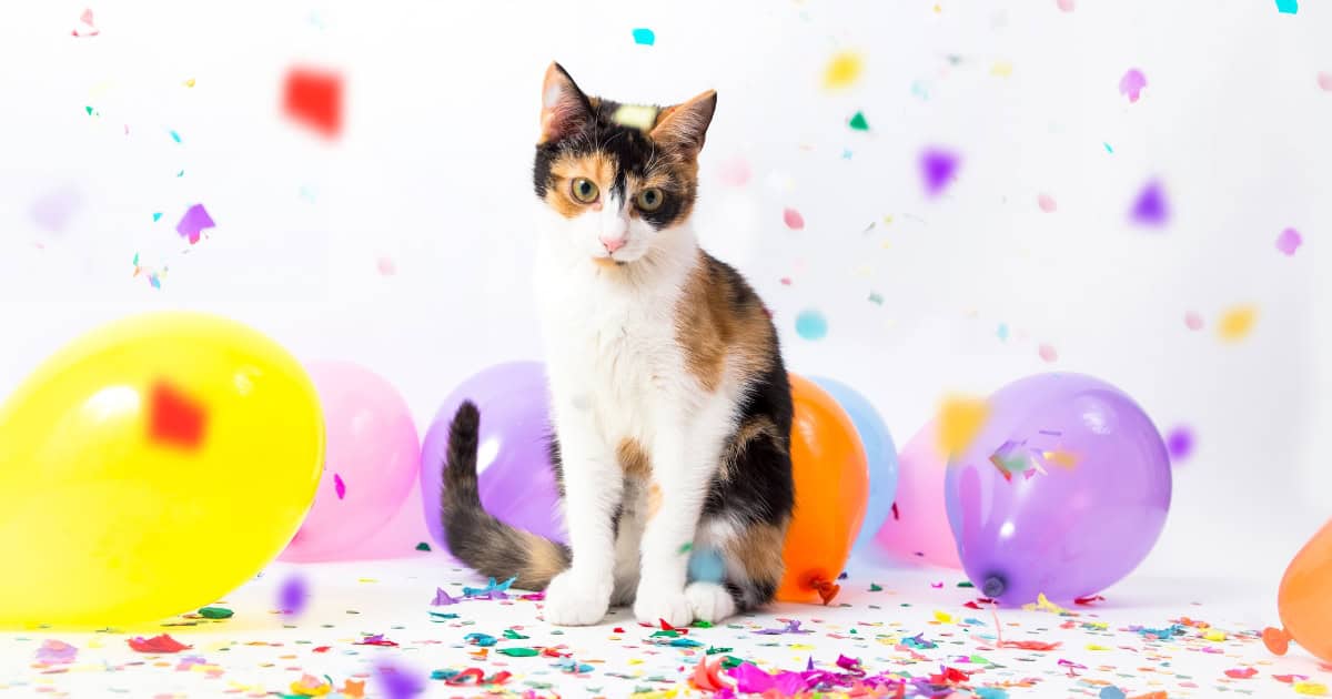 The Importance of Celebrating Your Cat's Birthday