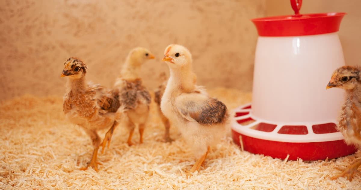 The Role of Grit When Feeding Your Chickens