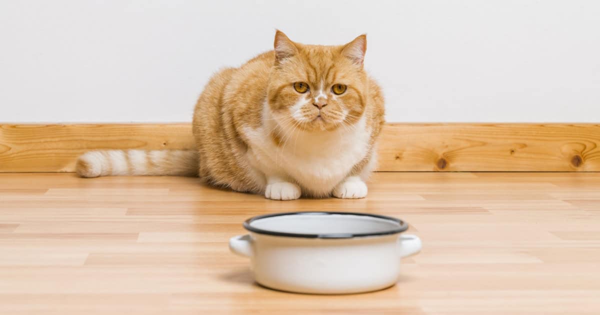 Understanding the Ant Problem