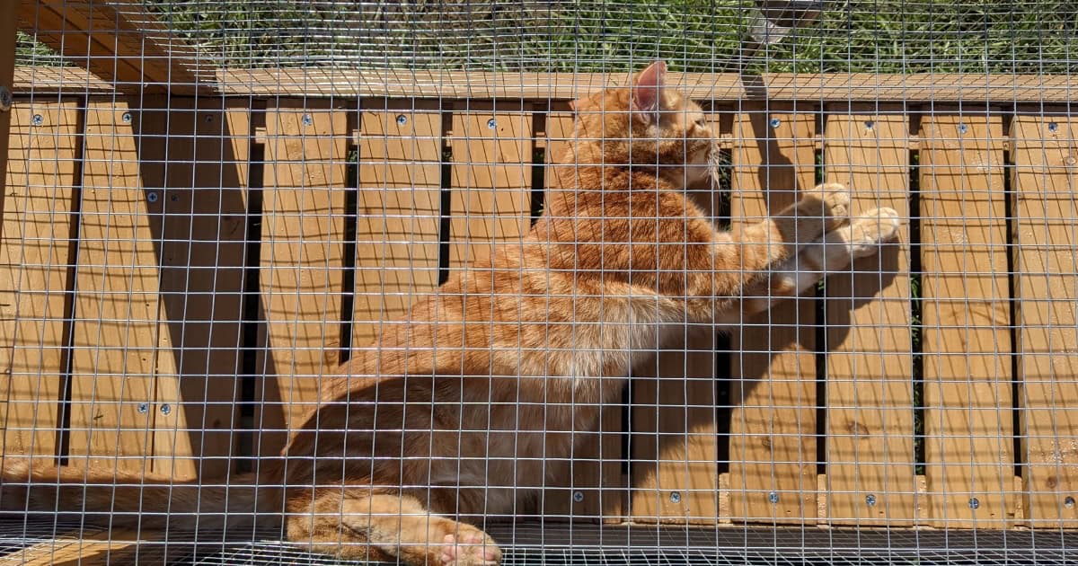 Understanding the Importance of Outdoor Cat Tunnels