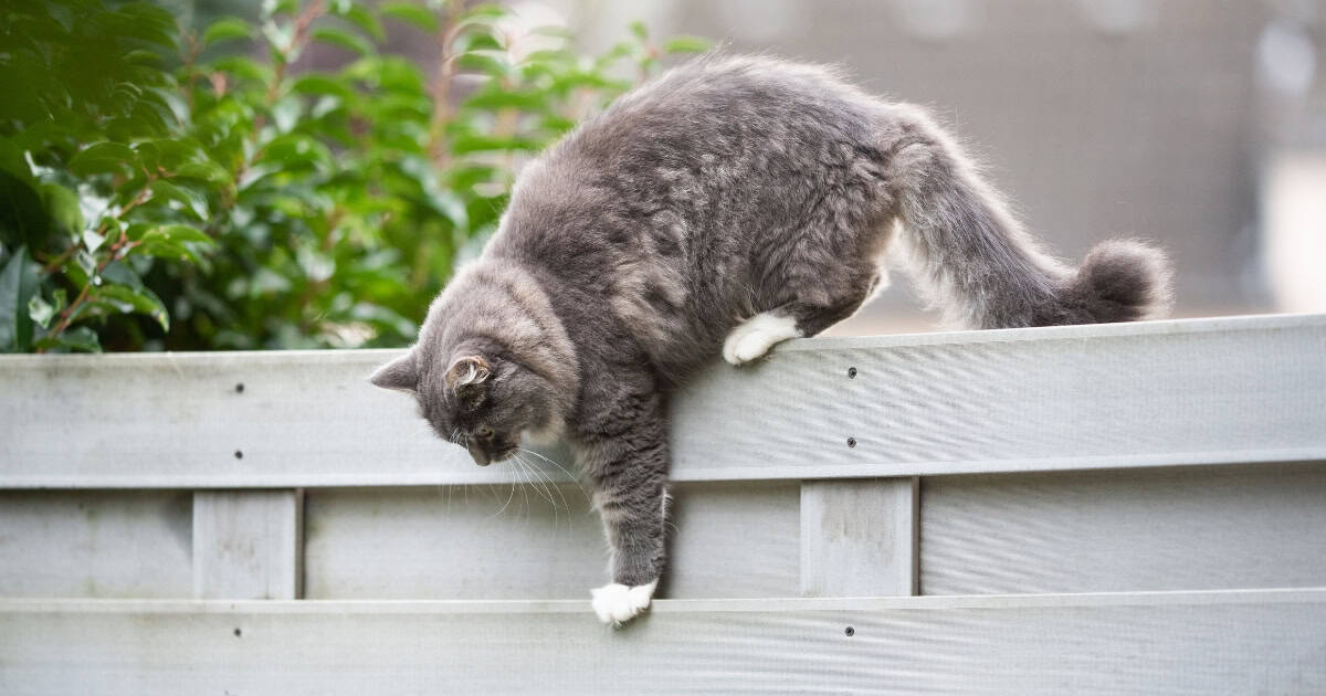 Your neighbour's cat