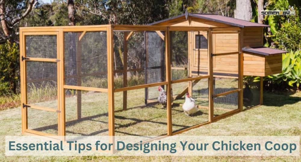 Essential Tips for Designing Your Chicken Coop
