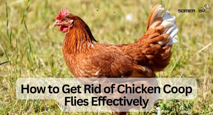 How to Get Rid of Chicken Coop Flies Effectively