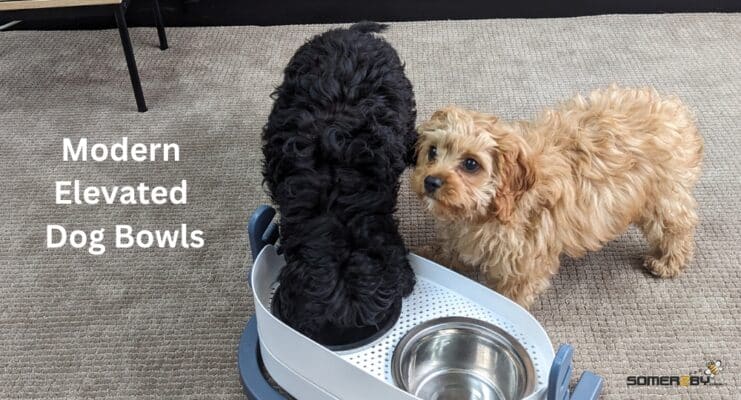 Modern Elevated Dog Bowls