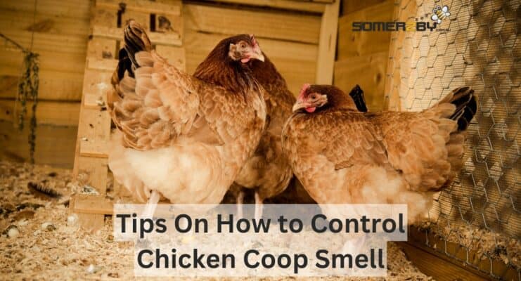 Tips on How to Control Chicken Coop Smell