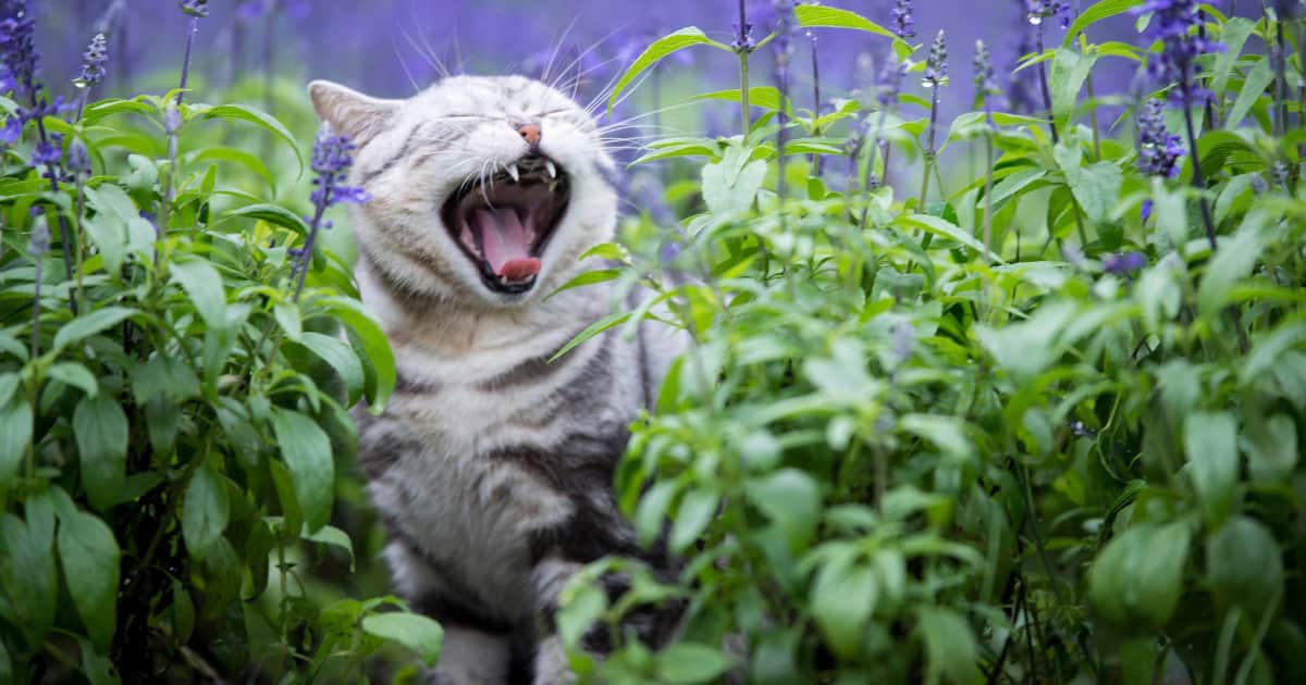 Using Scents to Keep Cats Away