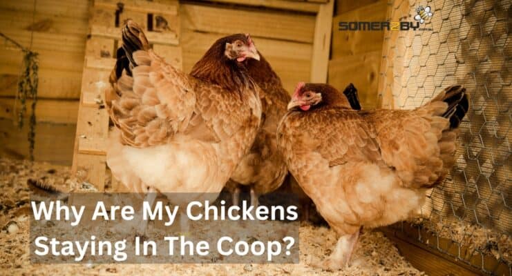 Why Are My Chickens Staying in the Coop