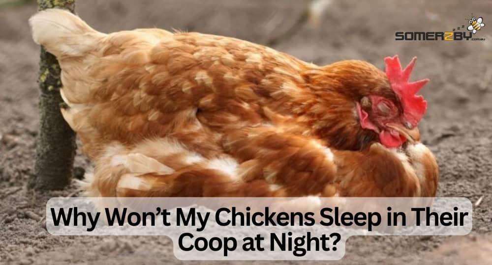 Why Won’t My Chickens Sleep in Their Coop at Night