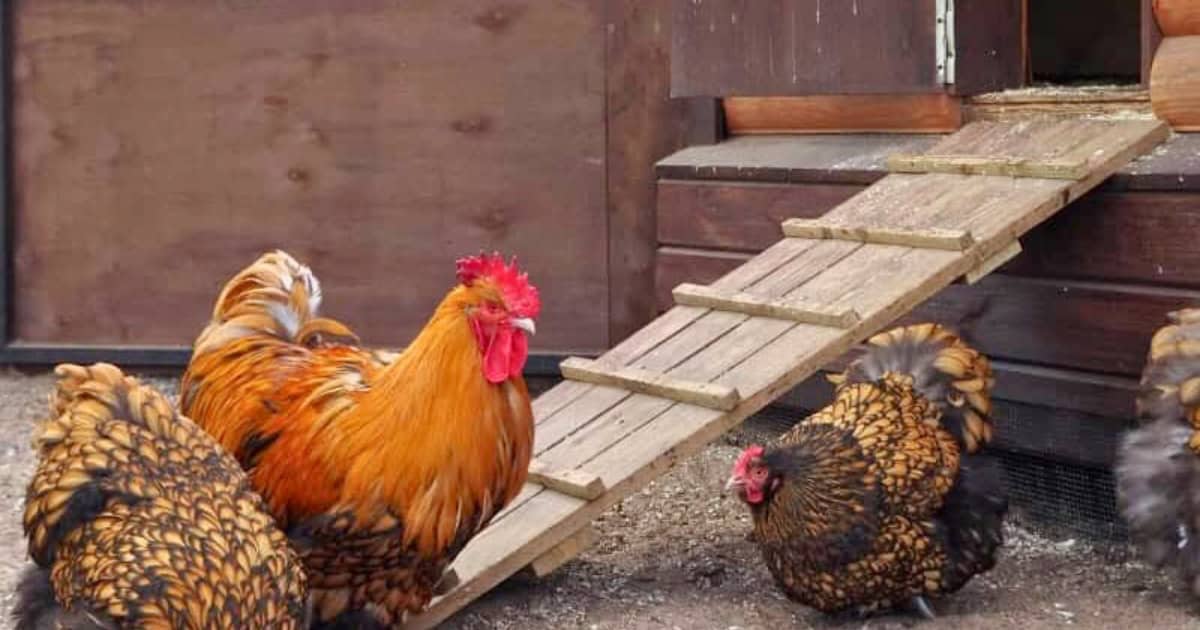 Get Chickens Back In Coop