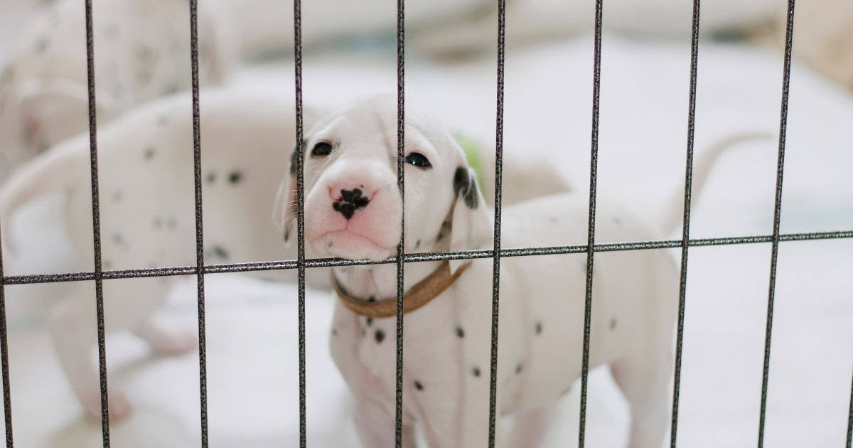Heavy Duty Puppy Playpens