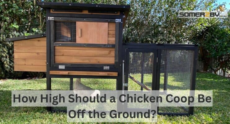 How High Should a Chicken Coop Be Off the Ground?