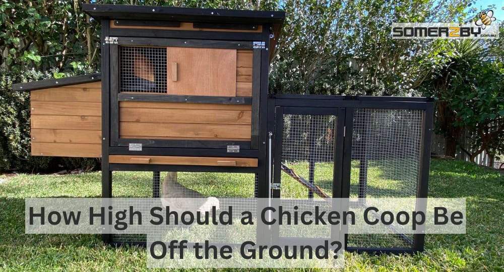How High Should a Chicken Coop Be Off the Ground?