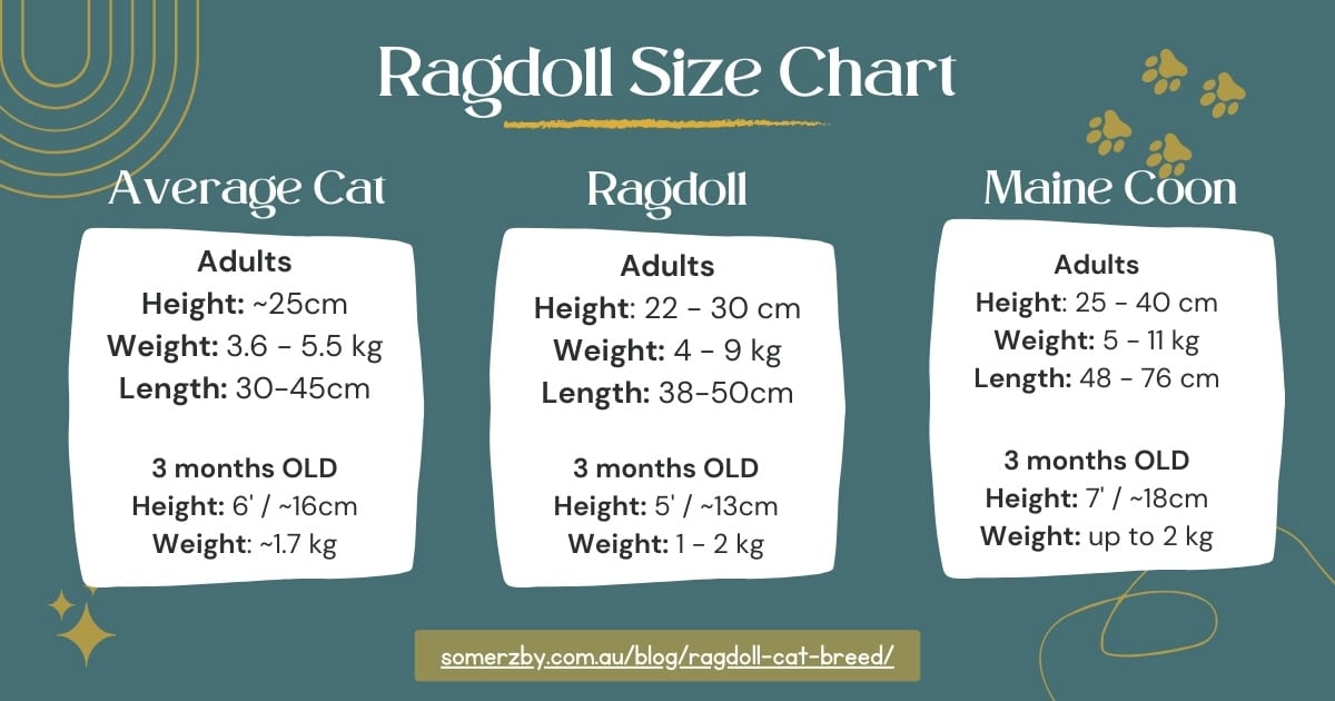 Ragdoll vs Average Cat Size