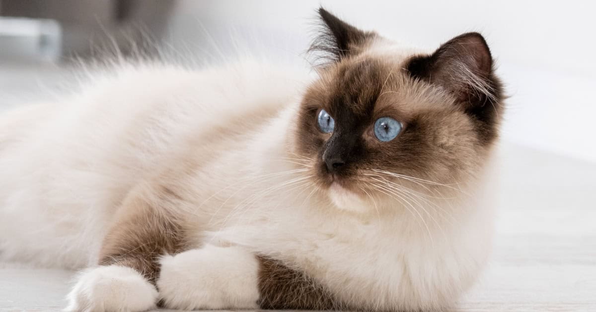 Sweet and Loving Ragdoll Cat Relaxing at Home