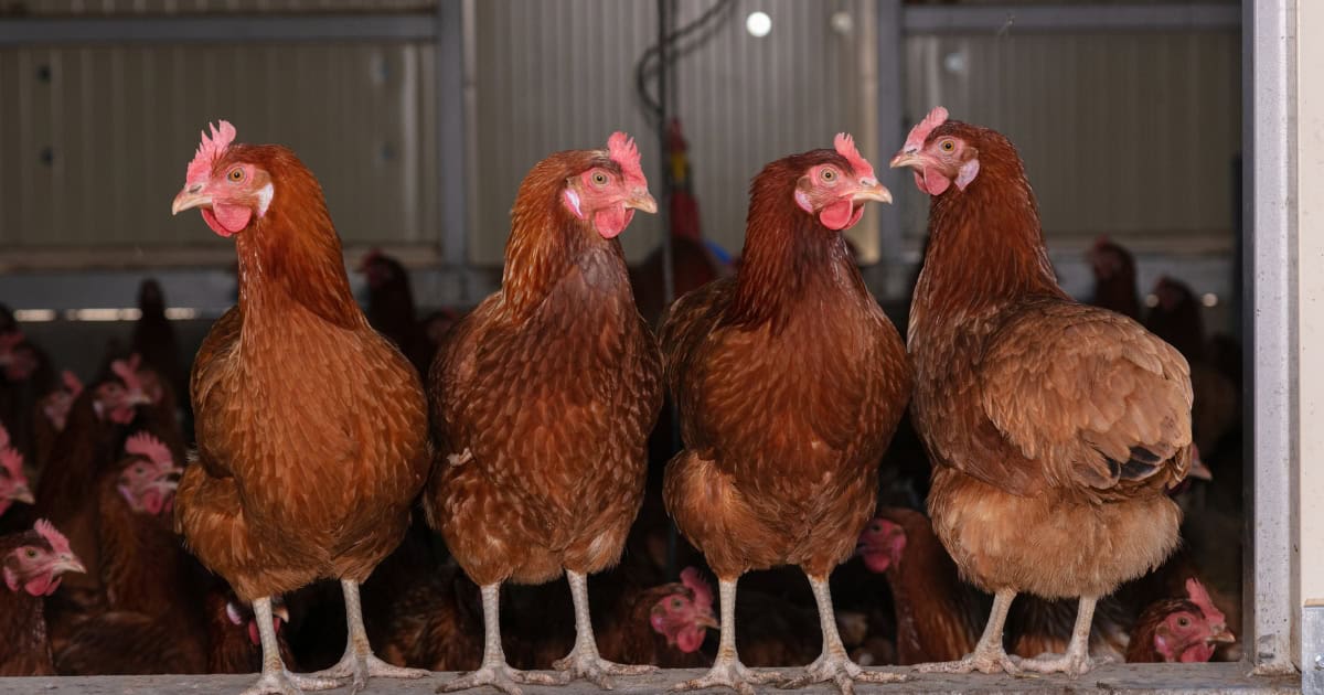 what happens when your chicken coop lacks proper ventilation
