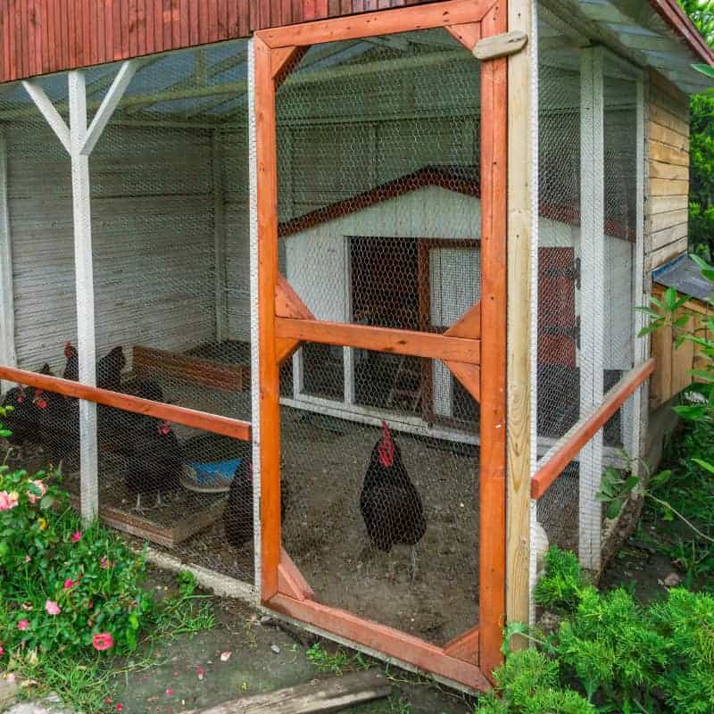 A freshly painted chicken coop in a light color, standing in a well-maintained garden