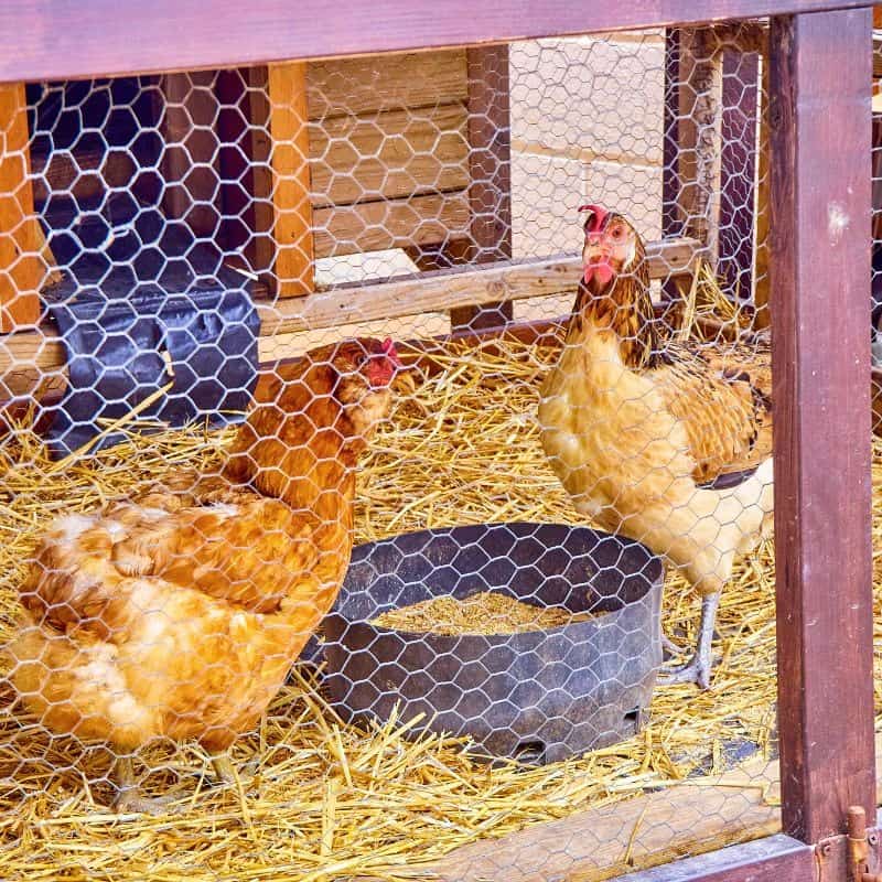 Happy Chickens on Straw on floor in a mud free chicken coop