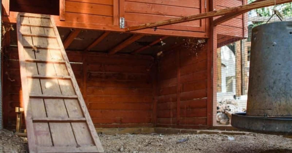 How to Improve Drainage in Your Chicken Coop Area