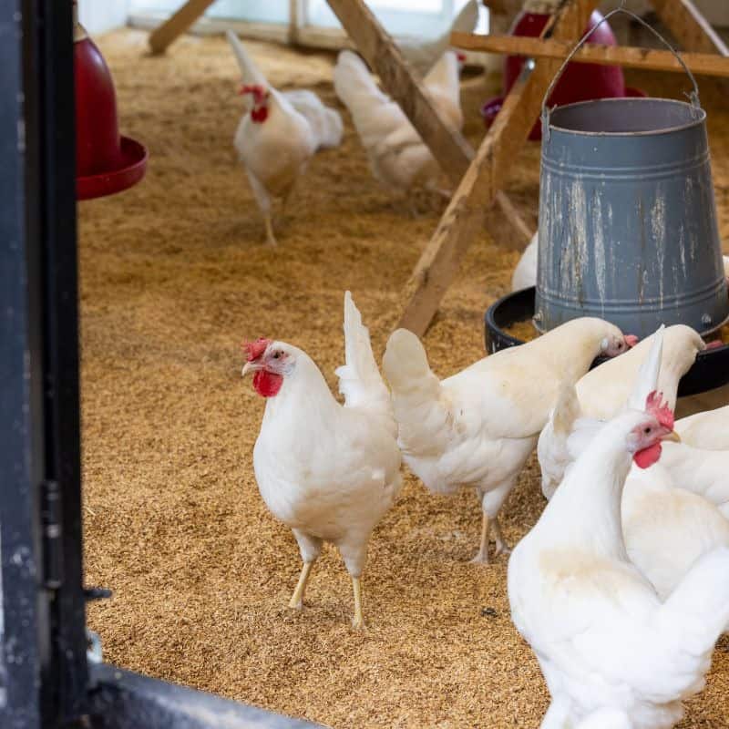 Mud-Free Chicken Runs are good for health of chickens