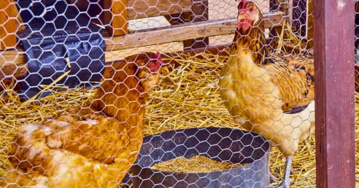 Straw and hay serve as excellent chicken coop bedding