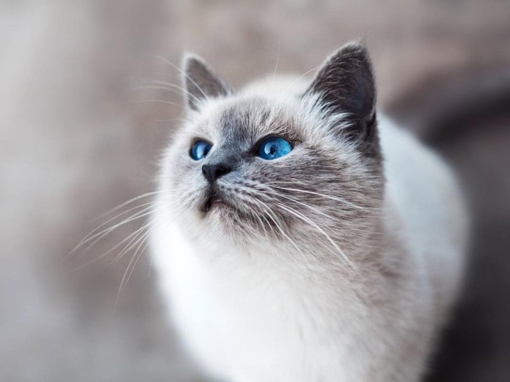 Understanding the Ragdoll Cat Breed